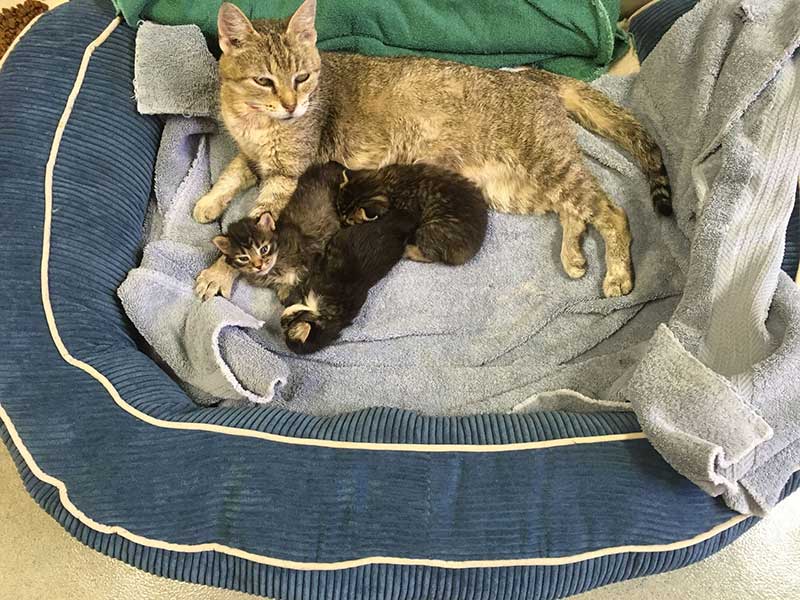 A patient at Town & Country Animal Hospital