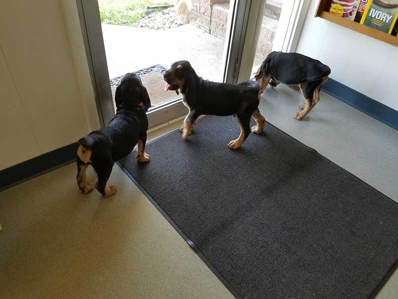 A patient at Town & Country Animal Hospital